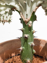 Cargar imagen en el visor de la galería, Euphorbia Lactea White

