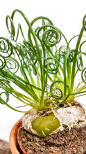 Cargar imagen en el visor de la galería, Albuca spiralis hojas tallos
