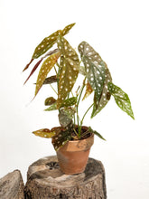 Cargar imagen en el visor de la galería, Begonia Maculata frontal

