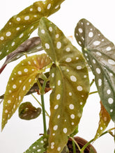 Cargar imagen en el visor de la galería, Begonia Maculata tallo
