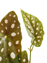 Cargar imagen en el visor de la galería, Begonia Maculata hoja
