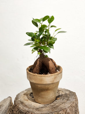 Ficus Ginseg frontal